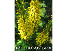 ��������� ����������.jpg