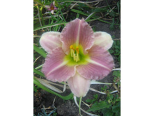 �������� ���.jpg