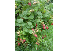 ����������� 079.jpg