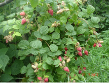 ����������� 108.jpg