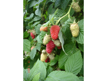 ����������� 109.jpg