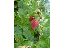 ����������� 166.jpg