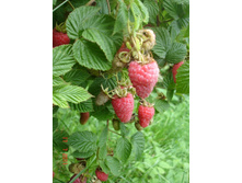 ����������� 167.jpg