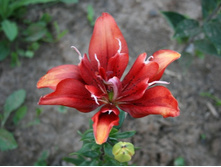 8.07.11RedTwin 035.jpg