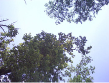 IMG0435.jpg