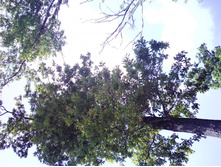 IMG0443.jpg