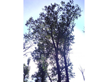 IMG0445.jpg