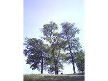 IMG0447.jpg