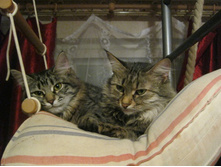 ����� (�����) � ����