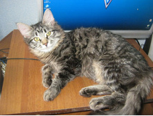 ������ ����� ��������