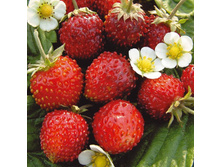 ����������� ������ 97