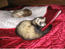 �������- �����!