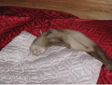 �� �������� ��� �������� ���������! 