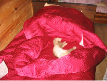 �� ��� � ����� ������