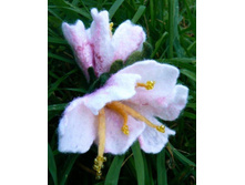 ��� �������� �� ��� �������