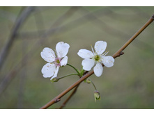 ������� �������. ����� �������