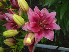 ����������� 235.jpg