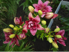 ����������� 237.jpg