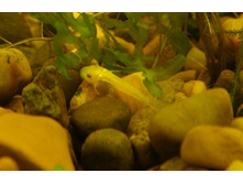 ����� ���������� L-144