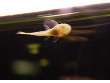 ��̣� ����������