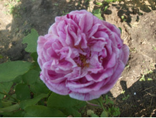 ����������� 239.jpg