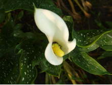 ����������� 298.jpg