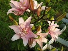 ����������� 331.jpg