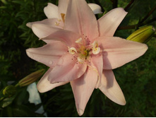 ����������� 337.jpg