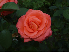 ����������� 339.jpg