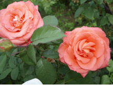 ����������� 340.jpg