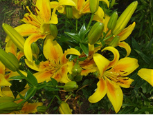 ����������� 329.jpg