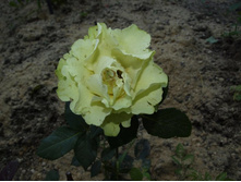 ����������� 421.jpg