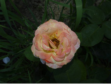 ����������� 422.jpg