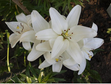 ����������� 423.jpg