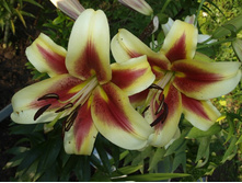 ����������� 432.jpg