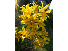 ����������� 443.jpg