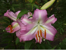 ����������� 475.jpg