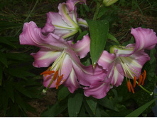 ����������� 483.jpg