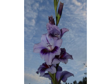 ����������� 518.jpg