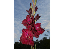 ����������� 509.jpg