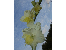 ����������� 523.jpg