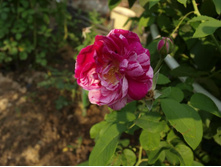 ����������� 524.jpg