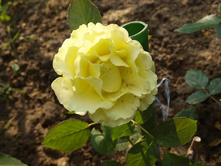 ����������� 525.jpg