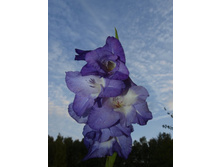 ����������� 526.jpg