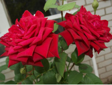 ����������� 533.jpg