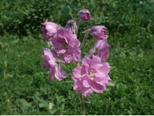 06.08.11 092SweetHearts.jpg