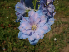 12.08.11 049BlueLace.jpg