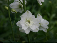 21.07.11 122�����������������.jpg