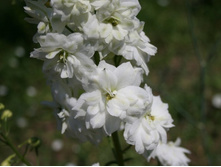 27.07.11 015..9500.jpg