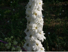 30.07.11 086..9500.jpg